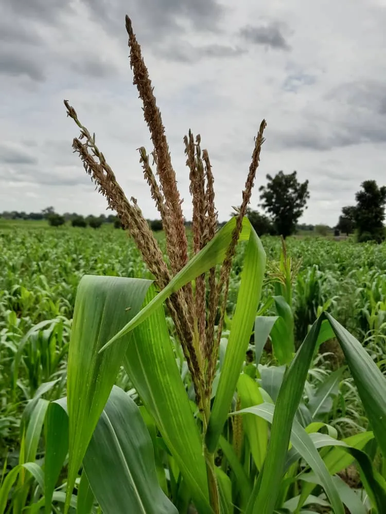 Maize crop in tassel
